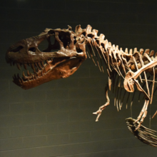 Albertosaurus skeleton