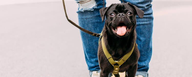 Little black dog looking at camera with tongue hanging out