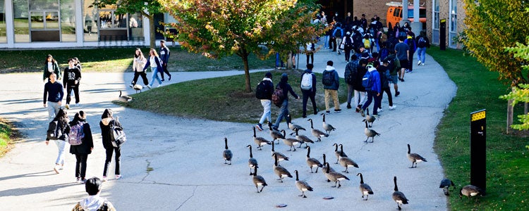 Group of students and geese walking across Waterloo's campus