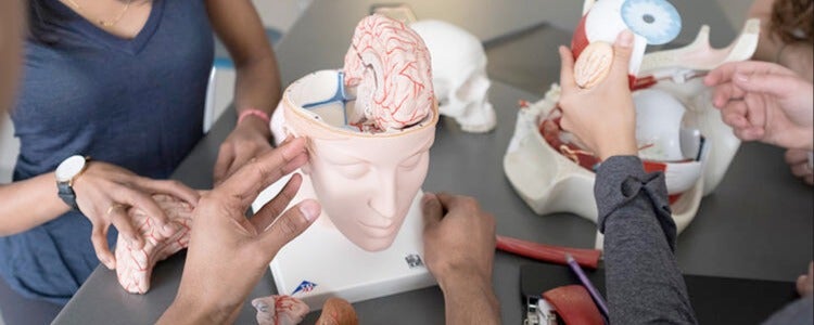 Students examining brain models in the kinesiology lab.