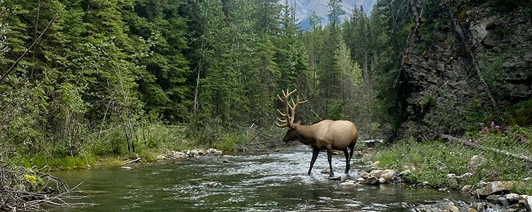 Moose in the wilderness.