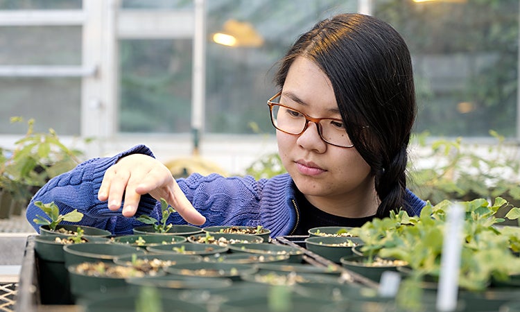 Student working with plants in a greenhouse at the University of Waterloo.