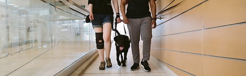 The lower half of two people with a guide dog between them