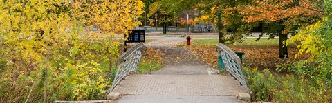 A bridge surrounded by leafy trees