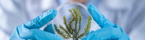 Gloved hands holding a glass dish with a plant inside it