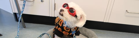 little dog wearing orange safety glasses
