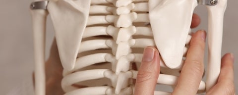 A hand holding a skeleton model