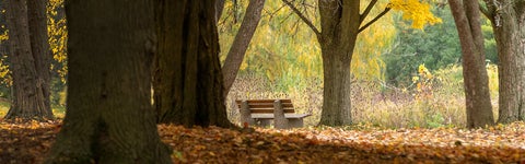 bench in the fall 
