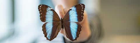 Butterfly specimen in the Bachelor of science in biology, biology degree at University of Waterloo.