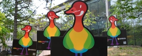 Rainbow geese UWaterloo Pride signs outside on campus