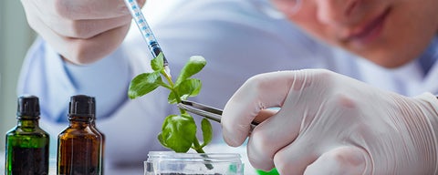 Person doing an experiment with a plant