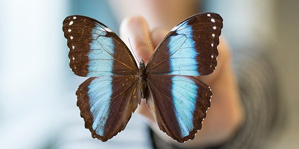 A student holds a brown and blue butterfly specimen