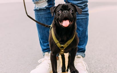 A dog out for a walk.