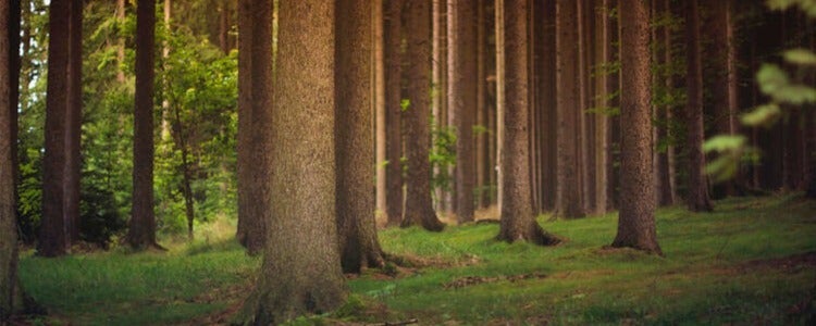 Tall trees in the forest.