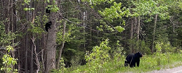 Bears in the forest