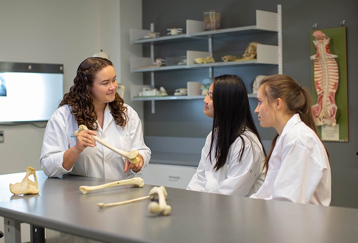 Students working with bones in a lab