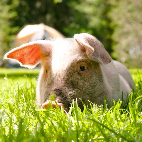 Pig lying in grass