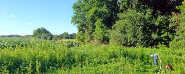 Port Perry well site with lots of trees and blue sky.