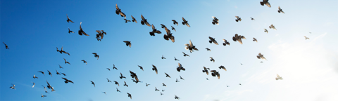 flock of birds in the sky