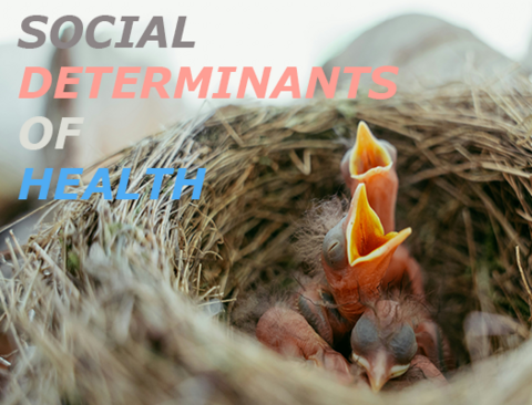 hungry baby birds in a nest with text " Social Determinants of Health"