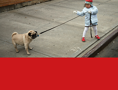 a child pulling a pug on a leash, the dog is resisting and looking right at the camera (as if for help)