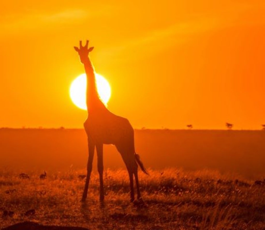 a giraffe silhouetted against a setting sun