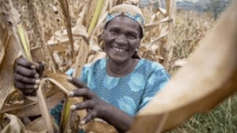 Woman smiling and standing in a field of corn