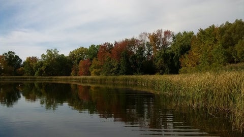 Image of Laurel Creek showing water and trees