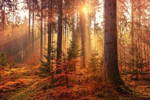 Image of forest in autumn