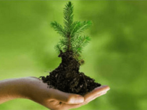 Small tree in earth held in cupped hand.