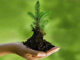Small tree in earth held in hand.