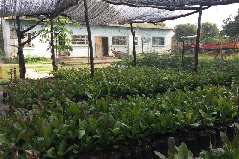 Tobacco plant nursery