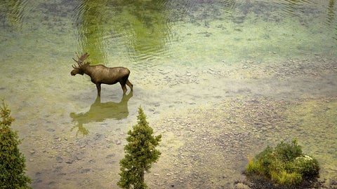 Moose in water