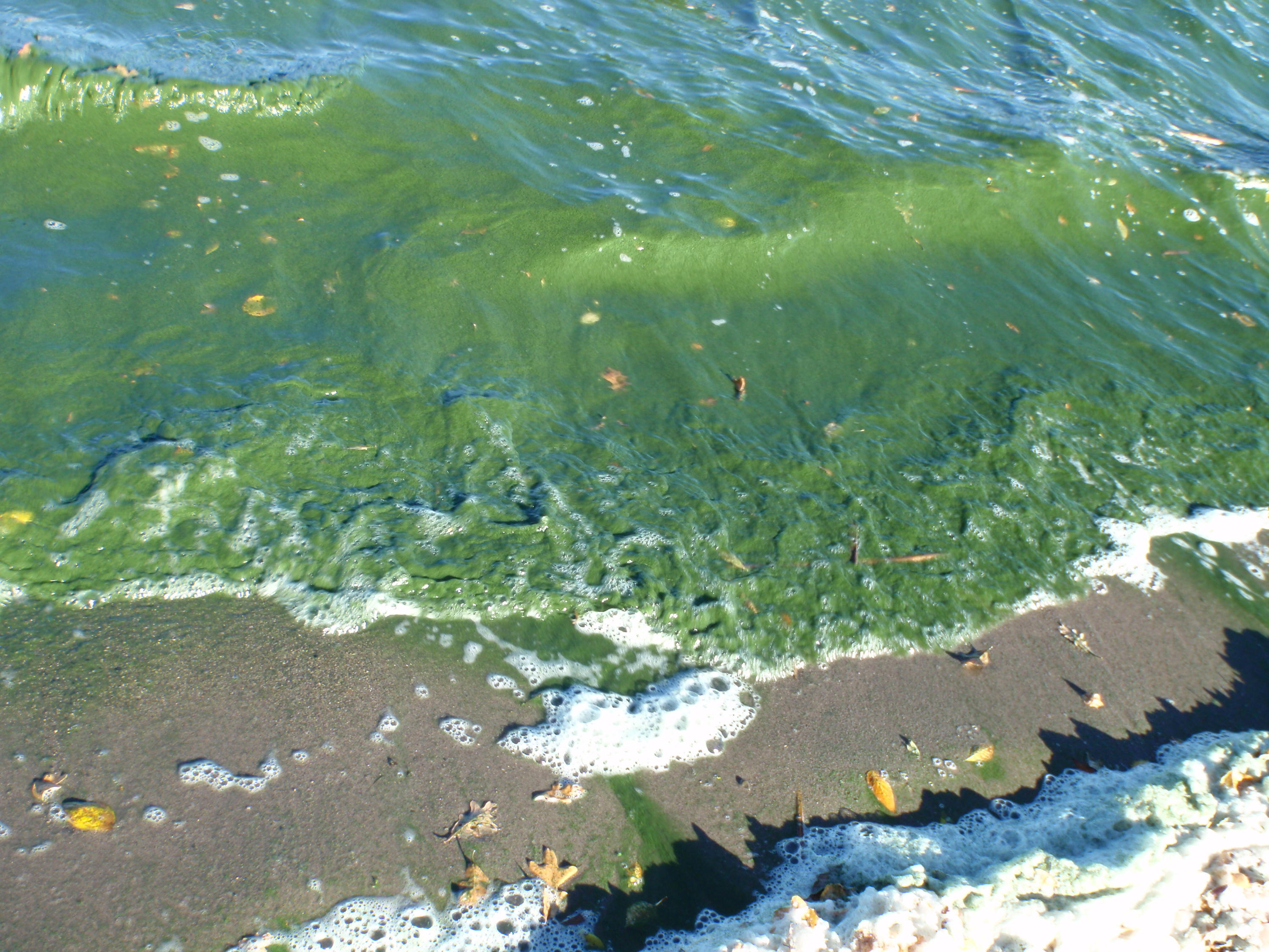 algae in Canadian waters on shore