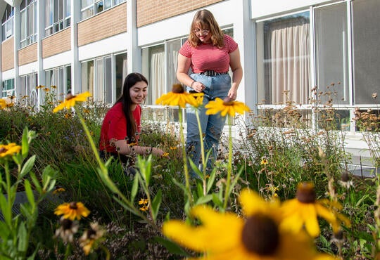 Students inspect the roof garden, with yellow flowers