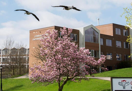 two geese flying above Conrad Grebel University College