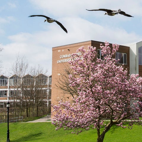 Two geese flying above the Grebel residence