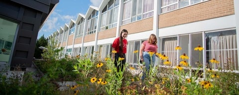 two students walk among yellow wildflowers on the green roof of the college, with the peaked rooves of Grebel in the background.