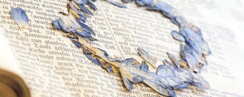 a ring of light purple flowers pressed into an old german bible.