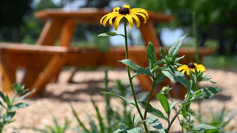 pollinator garden at Grebel