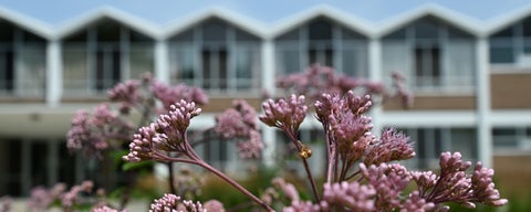 A close up of pink flowers with the Grebel residence building in the background