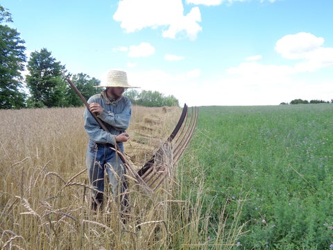 Theo Wiederkehr cradling spelt in field
