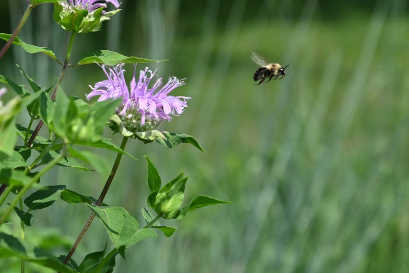 A bee flying away from a purple flower in Grebel's pollinator garden