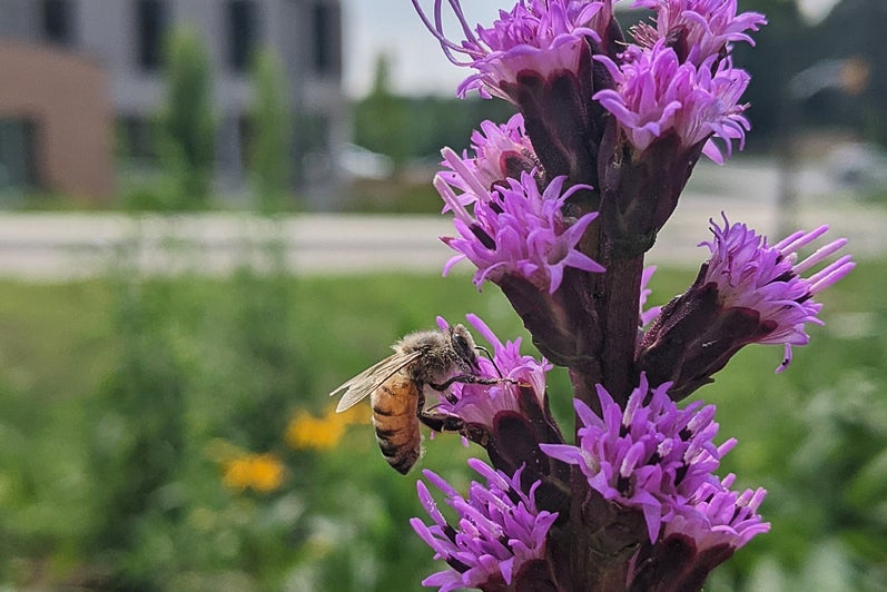 A bee collects nectar from a purple blazing star flower