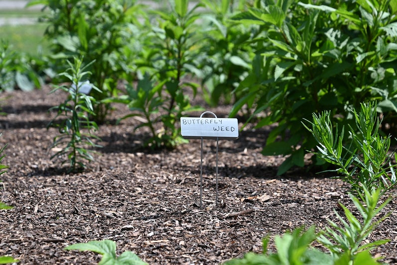 A sign saying "Butterfly Weed" in Grebel's pollinator garden