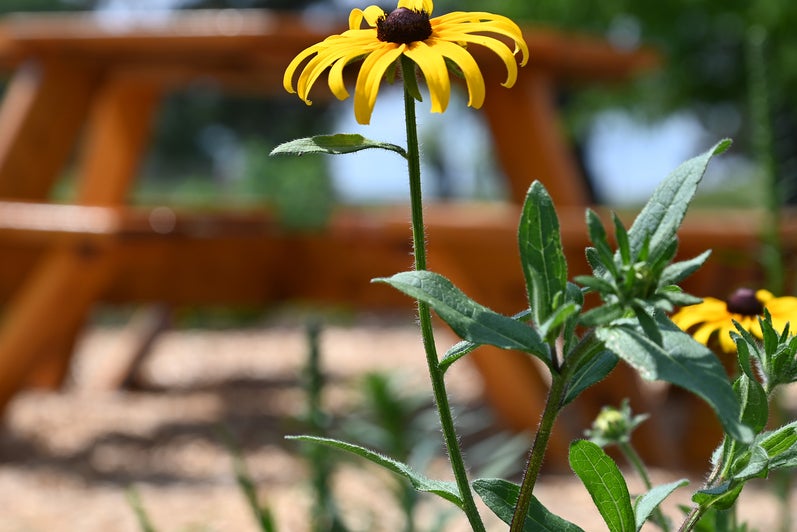 A black eyed Susan flower in front of bench in Grebel's pollinator garden