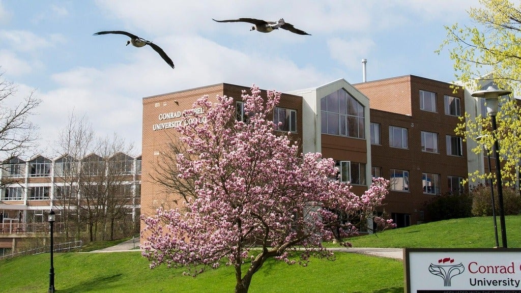 Grebel building with a tree in front and two birds flying 