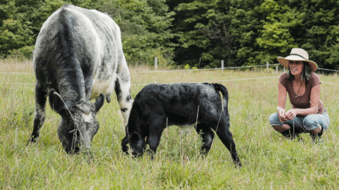 val steinmann crouched by two cows