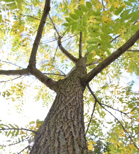 Black Walnut tree