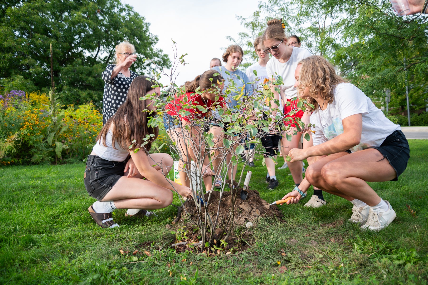 students help plant a service berry tree